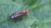Opomyza sp.